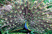 Peacock’s tail (Photo: Archive of the Belgrade Zoo)